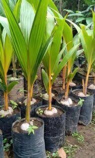 Chowghat Orange Dwarf Coconut Tree